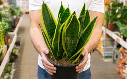 5 lý do vì sao nên trồng một cây lưỡi hổ trong nhà