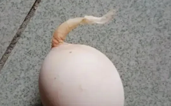 Quả trứng gà kỳ lạ mọc "đuôi" dài 5 cm