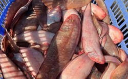 Loài cá ít xương nhiều thịt, là "kho báu" dưỡng chất tốt cho sức khoẻ