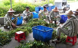 Hơn 13.000 người chấp hành xong án phạt tù được vay 1.000 tỷ đồng vốn làm ăn
