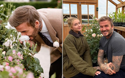 Tiểu thư Harper tự tay thiết kế bông hồng đặc biệt tặng bố, David Beckham liền mang bó hoa đi đăng kí thương hiệu mới "oách"