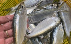 6 loại cá giàu đạm, càng ăn càng gầy