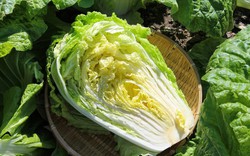 Mùa thu đừng chỉ chăm chăm ăn thịt: Cải thảo vào vụ vừa thơm ngon, giá rẻ, giàu dưỡng chất, còn được ví như “kho canxi”