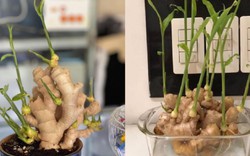 Gừng được nhiều người trồng trong nhà vì lý do này