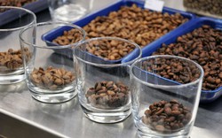 Cà phê decaf có thực sự tốt hơn cà phê thường? Chuyên gia đưa ra câu trả lời