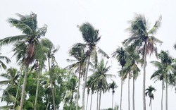 Chồng sát hại vợ rồi trèo lên ngọn dừa lẩn trốn