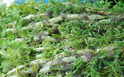 Ăn 1 nắm rau này "tốt ngang thịt", nhìn qua tưởng cỏ dại