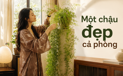 Người phụ nữ chỉ đặt một chậu cây 4 năm tuổi trong phòng khách, ai bước vào đều khen: “Nhìn thôi đã thấy thư thái”