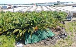 Cảnh sát thông báo thông tin điều tra mới vụ thi thể mất tích tại Jeju (Hàn Quốc) 104 ngày mới được tìm thấy
