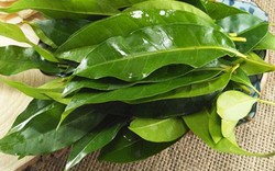 Nhà khoa học Việt nhận bằng sáng chế độc quyền từ lá vối: Thứ được tạo ra khiến nhiều người bất ngờ