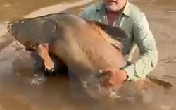 Cần thủ câu được con cá trê khổng lồ dài 1,74 mét, nặng 80kg trên sông