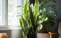 Điều gì xảy ra khi đặt 1 cây lưỡi hổ trong phòng ngủ?