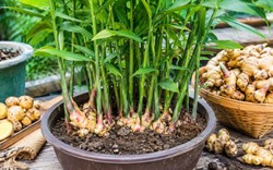 Lời khuyên đến tất cả các gia đình đang trồng gừng