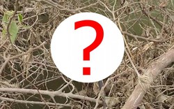 Đang chụp ảnh bên sông, người đàn ông phát hiện "quái vật" dài 2 m, vừa đến gần nó lập tức làm điều này