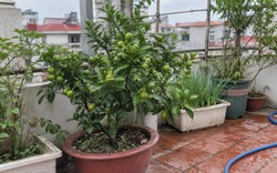 Lời khuyên đến tất cả các gia đình đang trồng cây quất