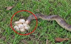 Thấy rắn đang đẻ ở vườn nhà nên làm gì đầu tiên?