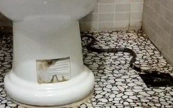 Thấy rắn trong nhà vệ sinh nên làm gì đầu tiên?