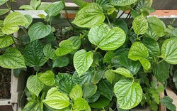 4 lý do vì sao gia đình nào cũng nên trồng 1 bụi cây lá lốt trong nhà