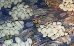 Trở về nhà sau 6 tháng đi làm, chứng kiến cảnh tượng kinh hoàng ngay khi mở cửa