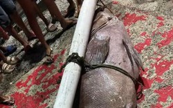 Ngư dân bắt được con cá mú khổng lồ nặng 130kg trên biển