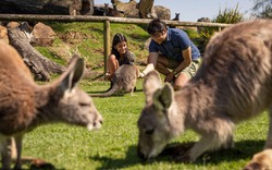 Đi Úc mà chỉ ở Sydney thì phí, khám phá ngay 3 vùng đất đẹp “nín thở” tại New South Wales