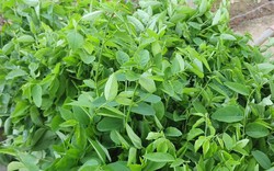Lời khuyên cho những gia đình đang trồng cây rau ngót