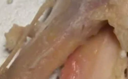 TPHCM: Phụ huynh "tố" bữa ăn bán trú có gà chiên còn sống, thịt kho có mùi hôi