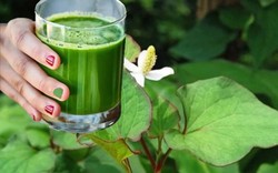 Lời khuyên cho tất cả những người hay uống nước rau diếp cá