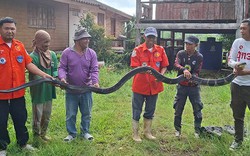 Bắt sống rắn hổ mang chúa khổng lồ nặng 20kg bò vào nhà dân