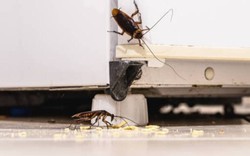 7 cách đơn giản để đuổi gián ra khỏi nhà