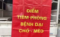 54 người tử vong do bệnh dại, cảnh báo nguy cơ từ chó mèo