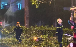 TPHCM: Nhánh cây lớn rơi trúng xe máy, hai vợ chồng thương vong
