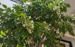 5 cây nở hoa trong nhà báo hiệu phong thủy rất tốt