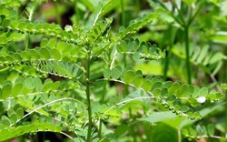 Lợi ích của cây chó đẻ
