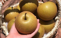 Loại quả đặc sản vùng cao Tây Bắc, giòn ngọt, mọng nước, có mùi thơm đặc trưng