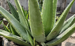 4 lý do nên trồng cây nha đam trong nhà
