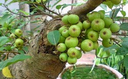 4 lý do nên trồng cây sung