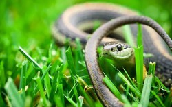 Rắn rất "thích" những sân vườn có 10 đặc điểm này: Có 1 cũng cần thay đổi ngay