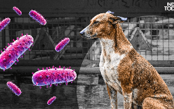 Xếp hạng: 10 loại virus nguy hiểm nhất thế giới theo tỷ lệ tử vong