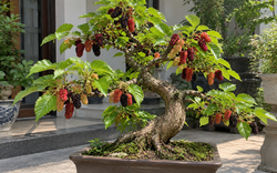 Vì sao người xưa kiêng cây dâu tằm, nhưng ngày nay nhiều người lại đưa vào nhà làm bonsai?