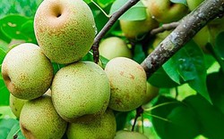 9 loại quả giàu chất xơ hơn cả táo, vừa ổn định đường huyết vừa giảm mỡ máu: Nhiều loại dân dã bán đầy chợ Việt