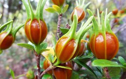 Loại quả quê, mọc dại ngoài vườn nhưng "chất vàng" không thua saffron nhụy nghệ tây: Cực tốt cho sức khỏe