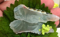 Một loại cá rẻ bèo bán đầy chợ Việt Nam, dinh dưỡng vượt cá hồi, được người Nhật tăng mua để làm sashimi
