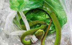 Bé 7 tháng tuổi bị rắn lục đuôi đỏ cắn khi đang ngồi chơi