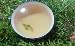 Lời khuyên dành cho tất cả những ai uống nước lá đinh lăng