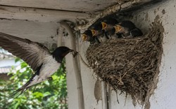 4 vật vào nhà làm tổ báo hiệu phong thủy rất tốt