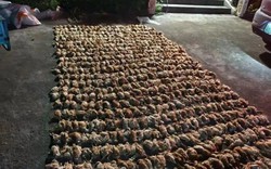 Trung Quốc: Bóng đen bí ẩn lao xuống trang trại lúc nửa đêm khiến hơn 1.400 con gà chết