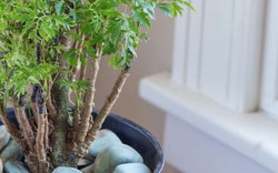 Vì sao nhiều gia đình trồng 1 cây đinh lăng trước nhà? Hóa ra không chỉ để lấy lá ăn