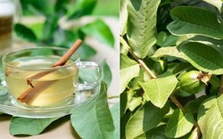 Bác sĩ Bạch Mai gửi lời đến tất cả bệnh nhân tiểu đường đang uống nước lá ổi