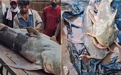 Phát hiện hàng loạt cá lạ sau lũ quét ở Nepal